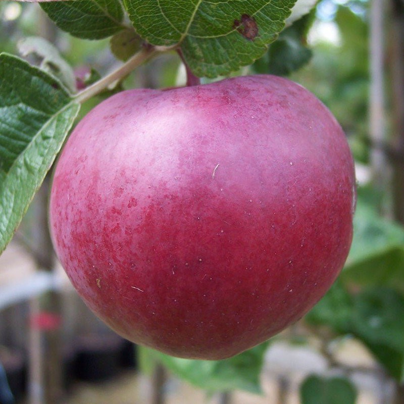 Яблоня домашняя Спартан колоновидная (в тубе)